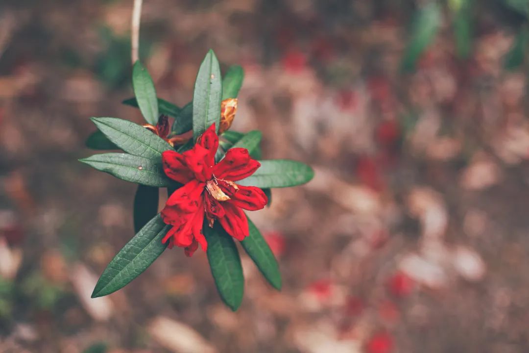 苏州去腾冲旅游攻略,苏州到腾冲旅行攻略