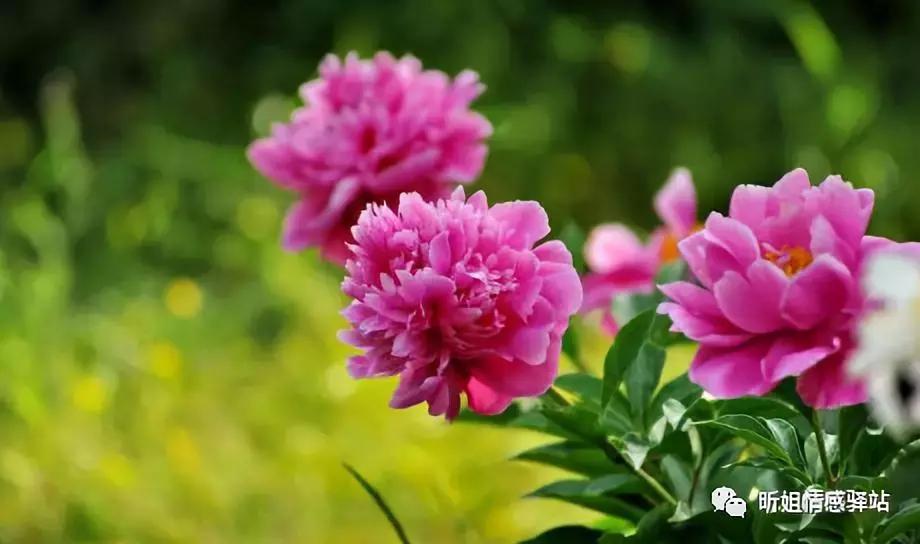 涂磊经典语录句句入心婚姻,涂磊经典语录大全完整版