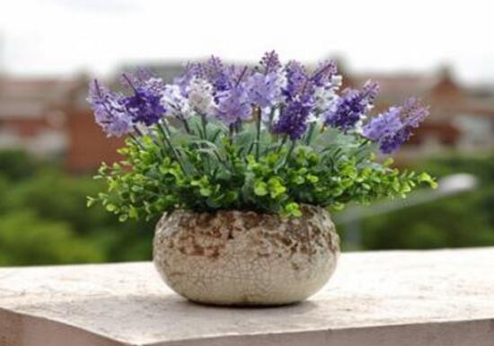 薰衣草扦插繁殖方法图,薰衣草扦插繁殖详细教程