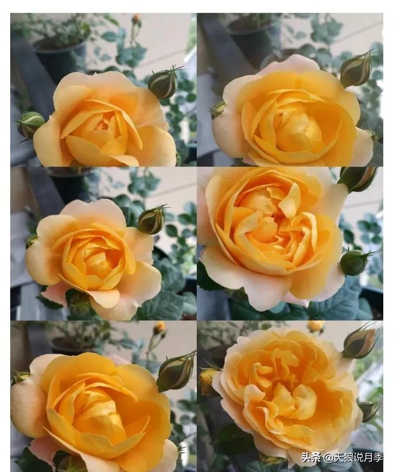 月季花是时候展现真正的技术了 (开春的第一波月季花就这么过去了)