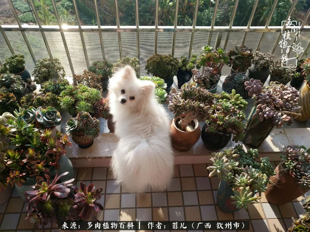 多肉相伴的感悟,与多肉为伴的时光真的很美好