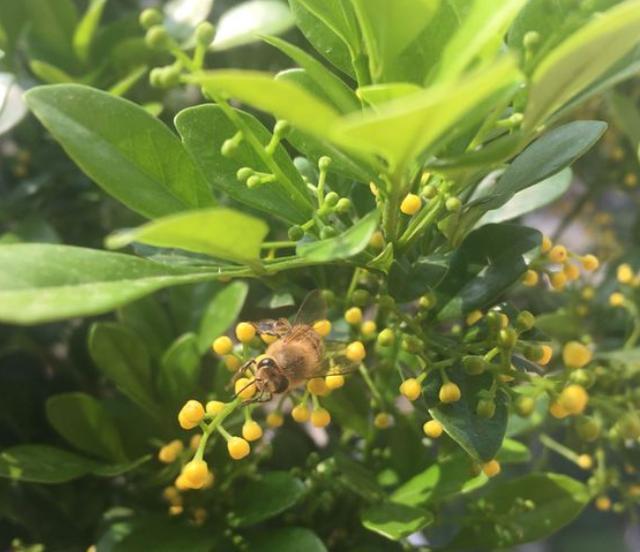 买来的米兰花如何移盆与养护,米兰花换盆黄叶怎么办