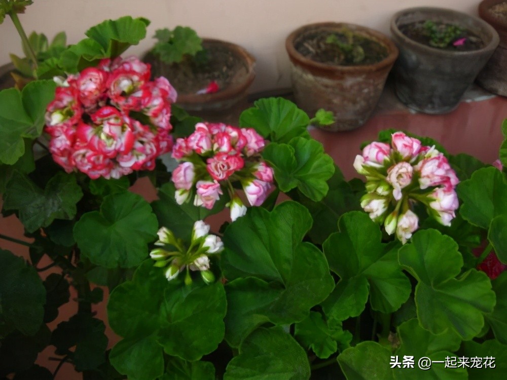 好看又勤花的天竺葵,天竺葵日本碗的养护方法