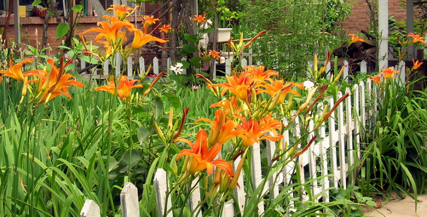 一帆风顺花有毒吗对小孩有影响吗,气味对身体有害的盆栽花卉