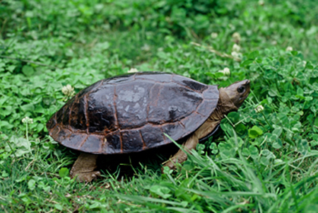 两栖龟陆龟海龟区别,陆地龟和陆龟是一个品种吗
