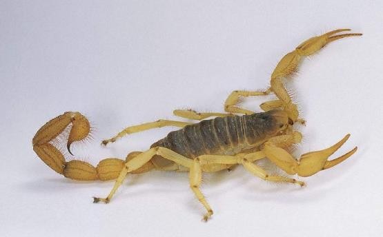 龟类的进化过程图片,龟鳖目动物外形特征