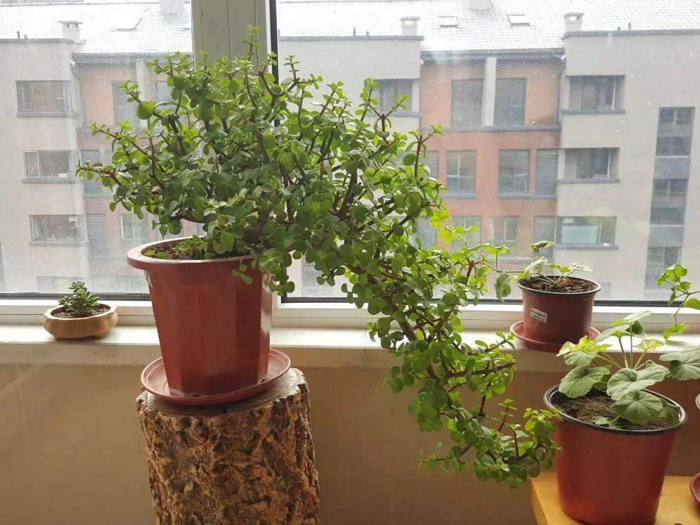 玉树换盆半个月了怎么还黄叶呢,玉树黄叶是怎么回事