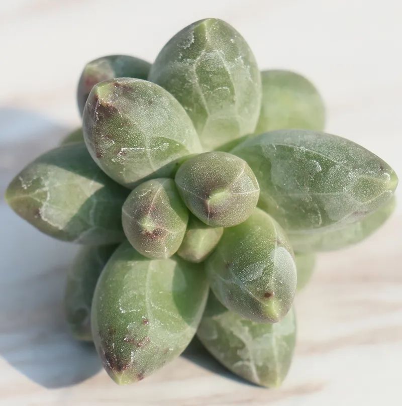 有暗纹的多肉有哪些,暗纹系多肉有哪些