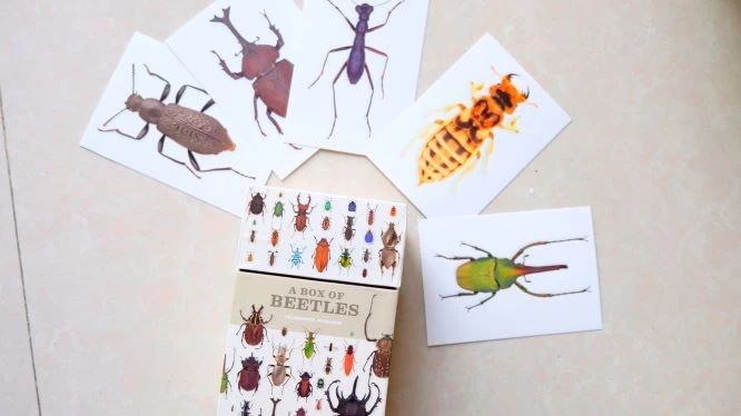 山野自然酷虫酷玩,玉米娃娃,一场自然与艺术融合的秋日盛宴