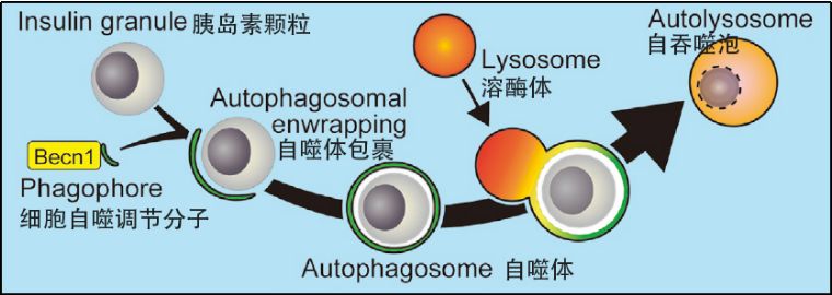 我们人体排毒系统有多强,细胞自噬对身体不好
