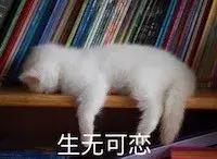 100个驯服动物的冷知识,6条养猫冷知识