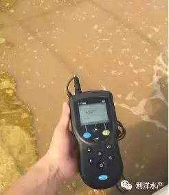 小棚虾养殖，对虾“蜕壳肉段”、黑鳃褐斑综合症，怎么办？