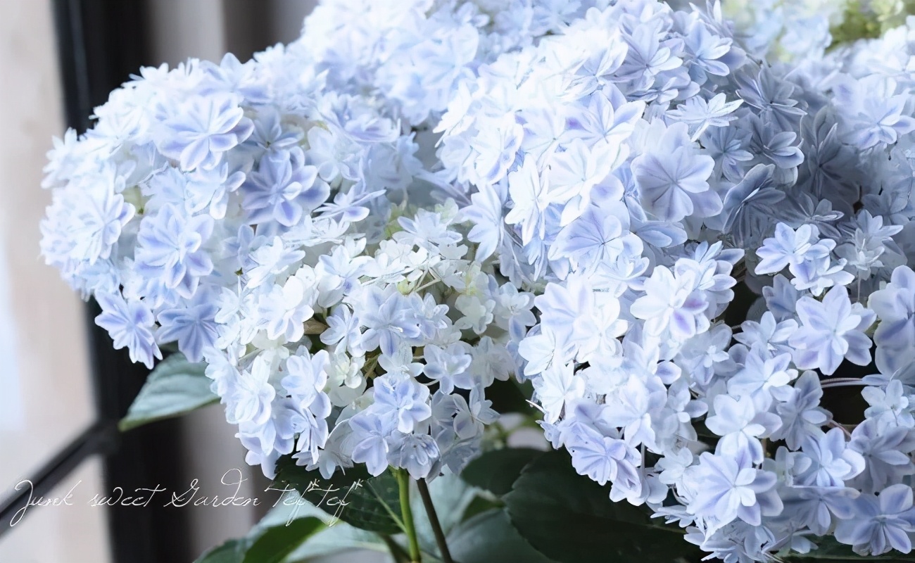 最漂亮的十种绣球,最省心的绣球