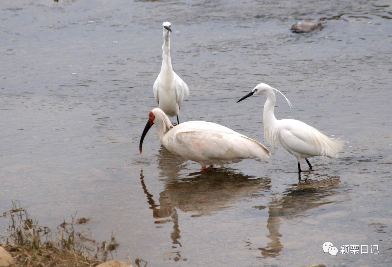 关于白鹭的资料,关于白鹭的资料五年级