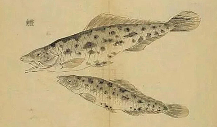 读《鱼丽》|诗经请你吃鱼，吃货能吃出3种诗意