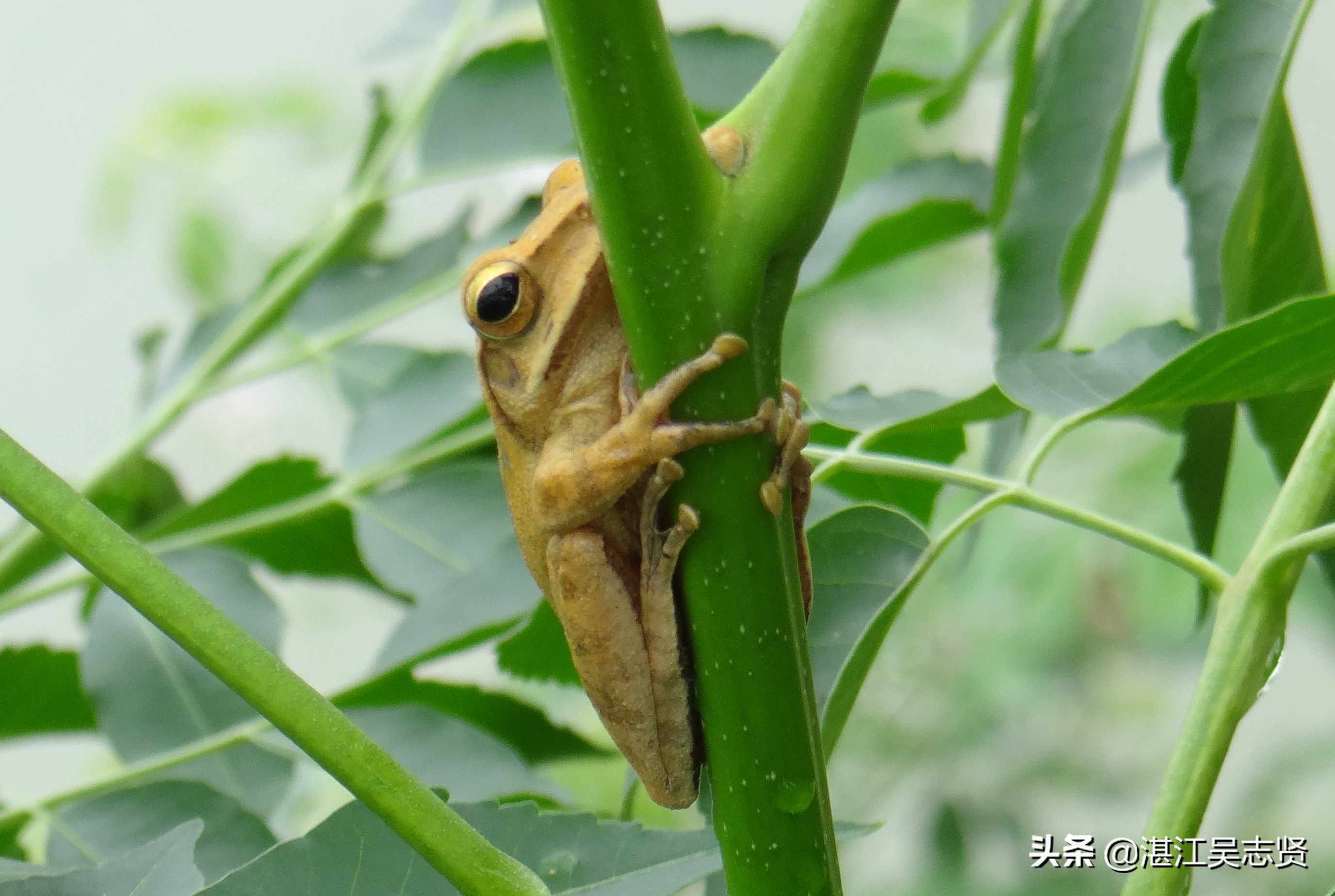 蛙怎样繁衍的全过程,蛙如何交配繁殖后代