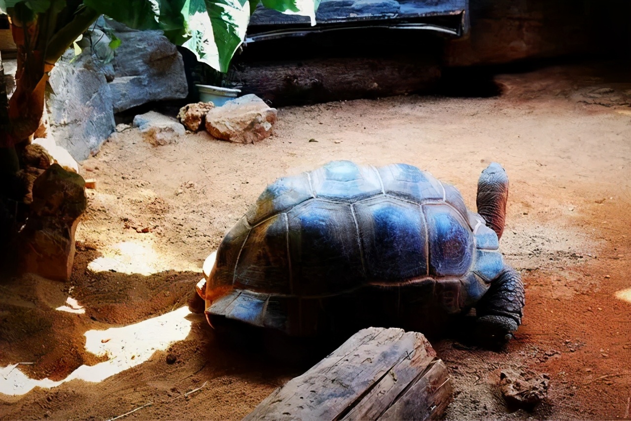 龟类大百科,大眼睛龟类