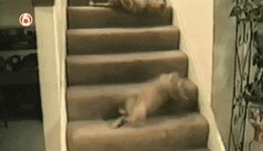 下班回家突然发现猫不见了,下班回家发现猫咪没精神