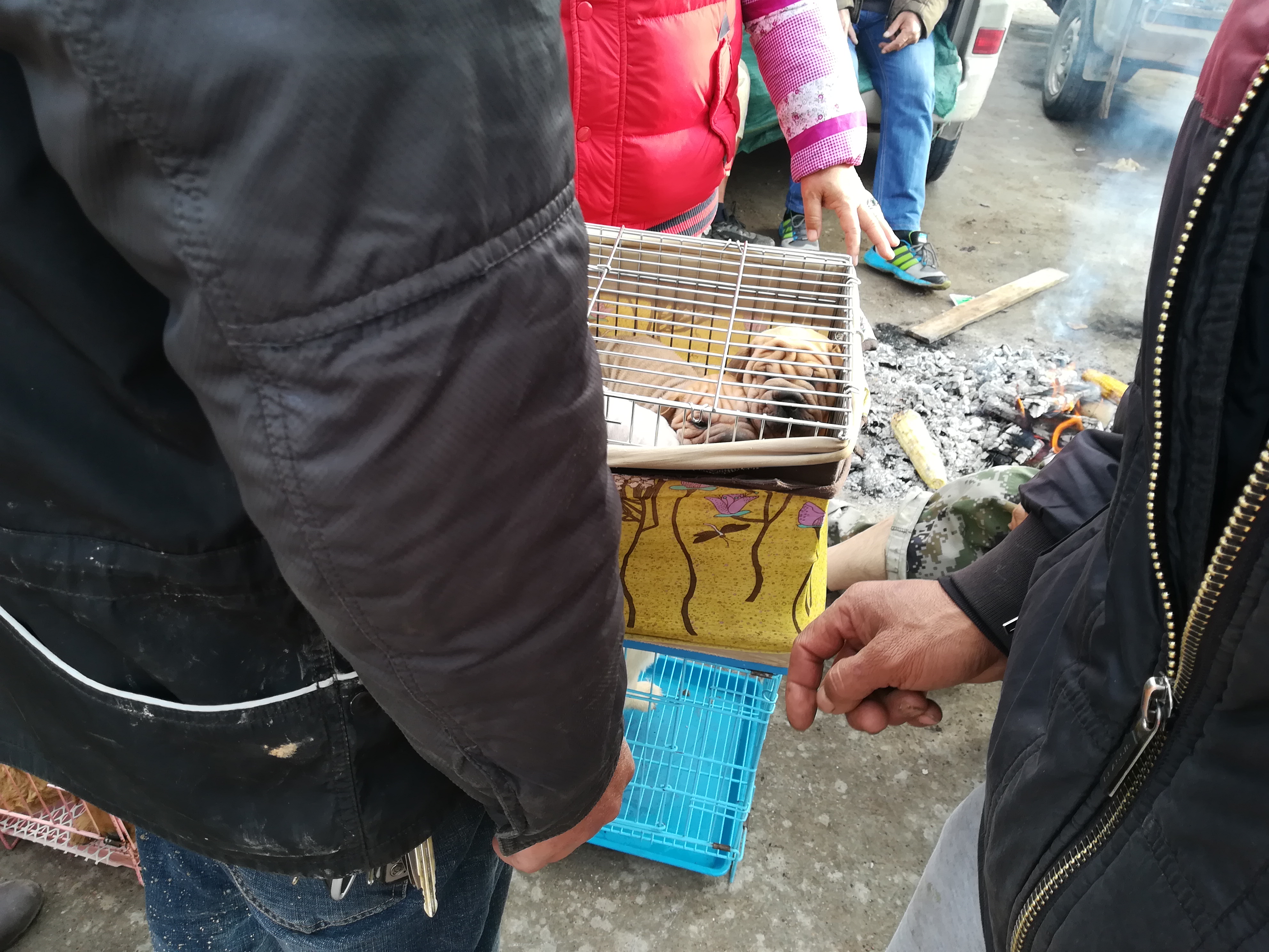 沙皮狗最多卖多少钱,沙皮狗幼犬出售