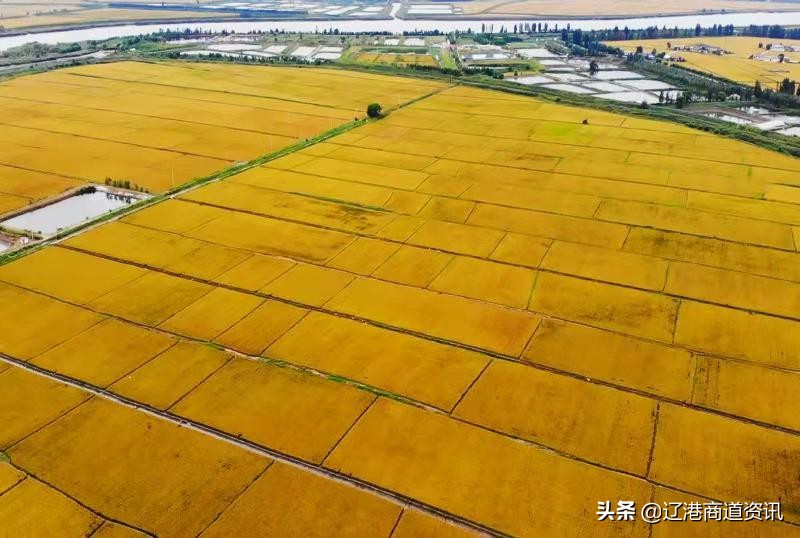 北國稻鄉大石橋：營口大米——鄉愁有味是甜香