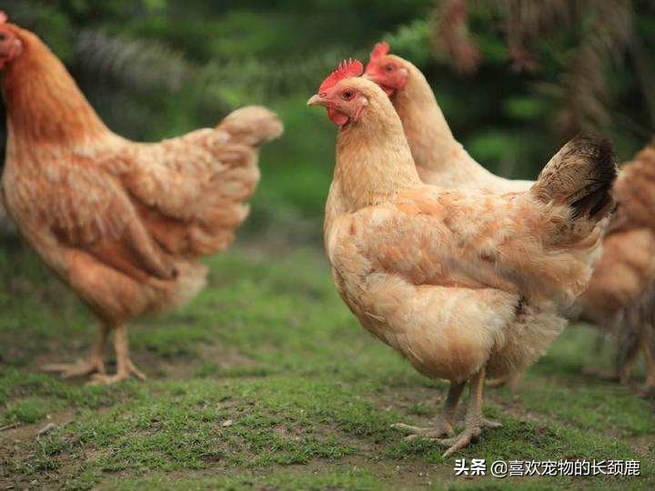 鸡和霸王龙为什么长那么像,鸡的身体上有霸王龙的基因