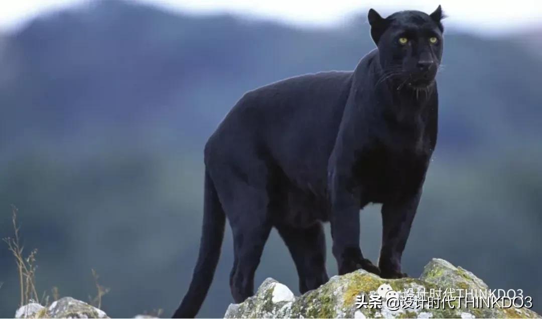 彪马puma蓝色刺绣,彪马puma鞋子怎么样