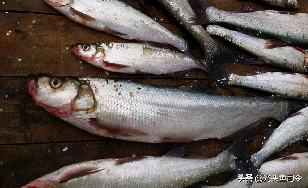 禁止泥鳅钓鱼的法律依据,禁止用泥鳅钓鱼