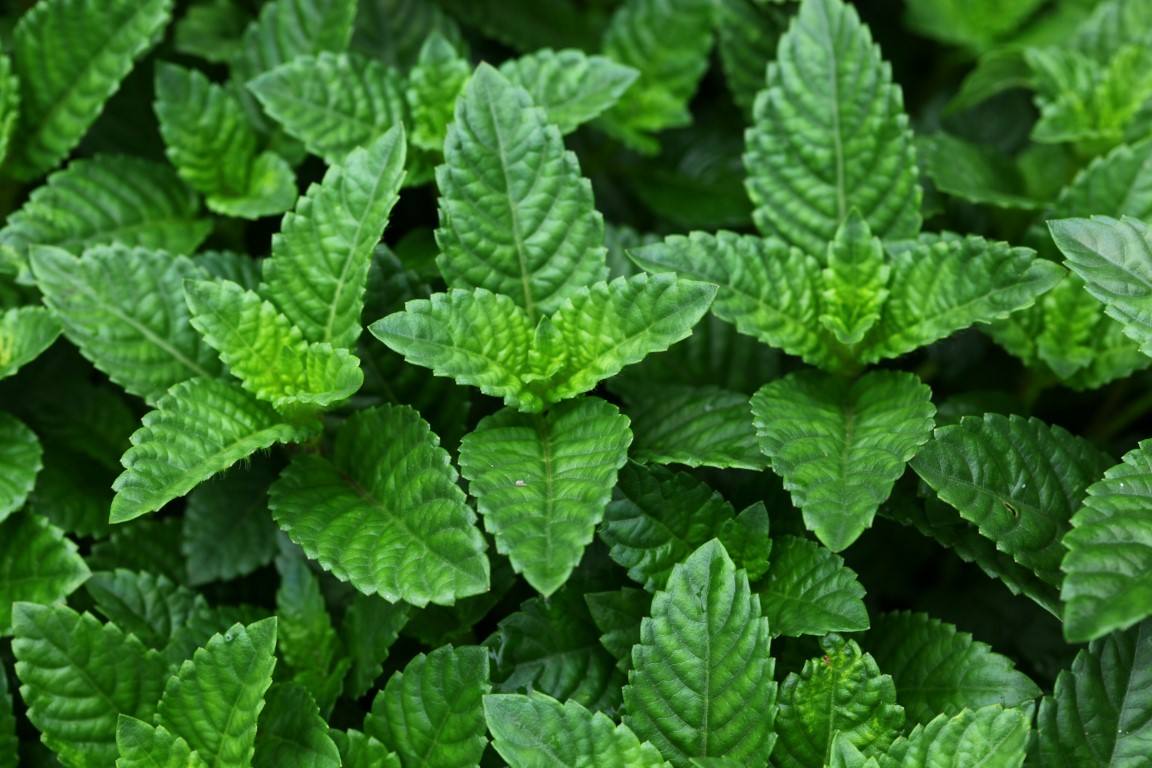 烧仙草都是有什么料,烧仙草一般都是加冰的吗