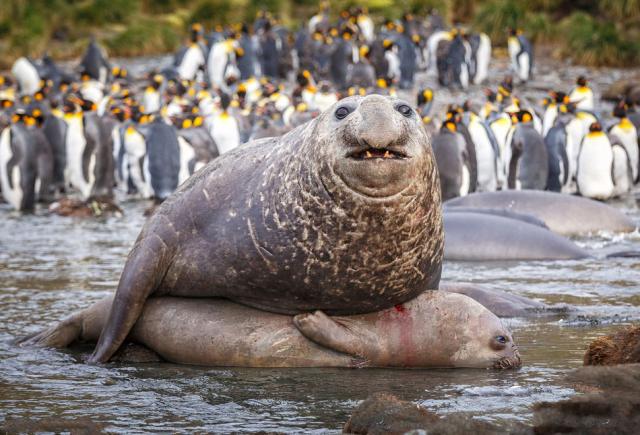 动物体形太大糗事多，海豹小媳妇被压出血，斑鬣狗洞房仅8秒