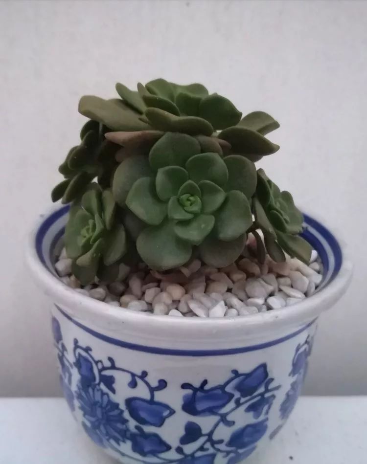 最美的20种多肉,15种最美的多肉