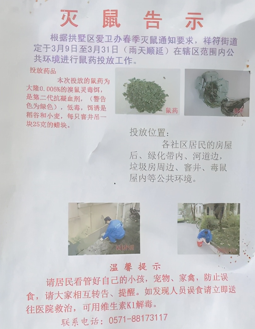 多只老鼠乱窜的视频,一大群老鼠在家里