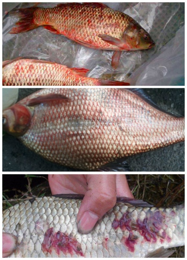 出血点不消退就是没有痊愈吗,出血病的鱼还能治好吗