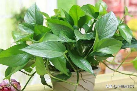 发财树绿萝如何救活,发财树绿萝怎么养才能更旺盛