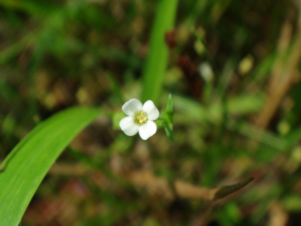 中国降水北迁,北京首次发现罕见尖帽草,北方会变成南方吗?