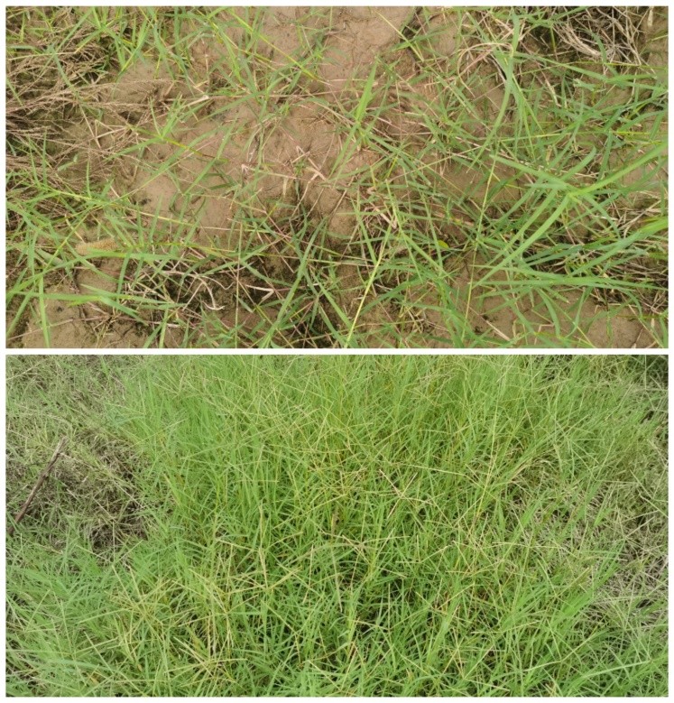 适合山东地区种植的珍稀树种,十种常见观赏草有哪些