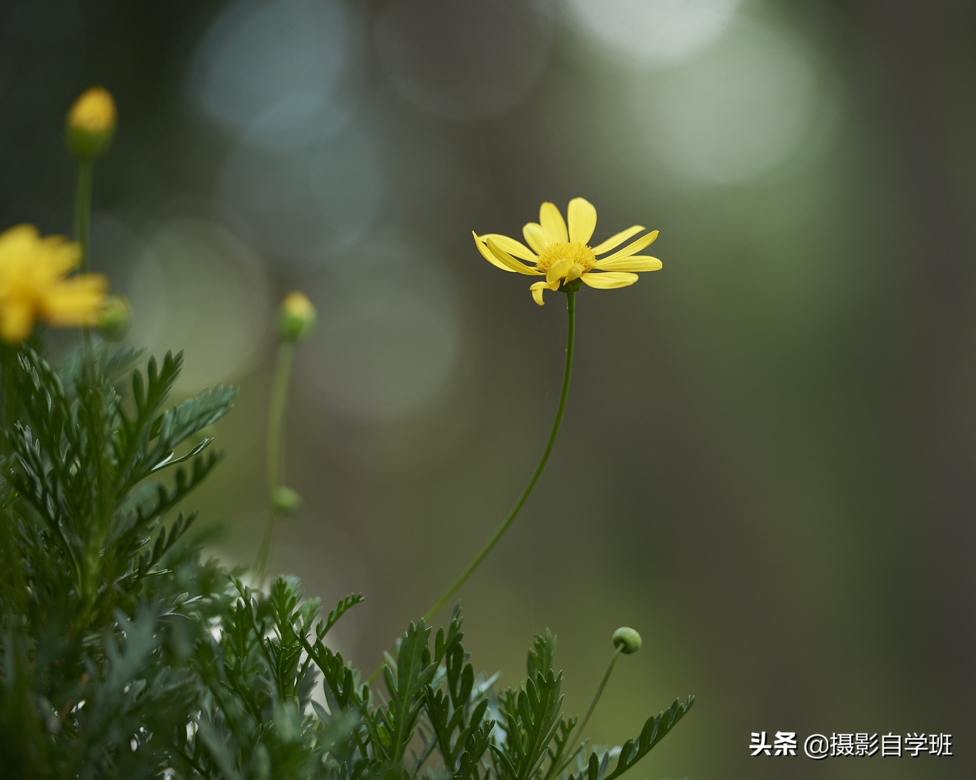 拍花朵怎么拍出来的又多又好看,怎样拍摄小花朵最好看