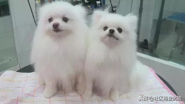 商业招商新手入门基础知识,重庆社区商业招商