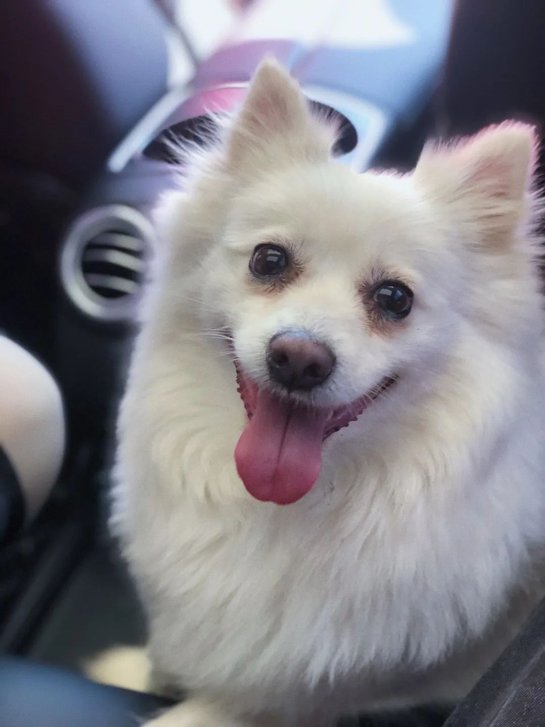 和宠物交流说什么,和宠物谈恋爱