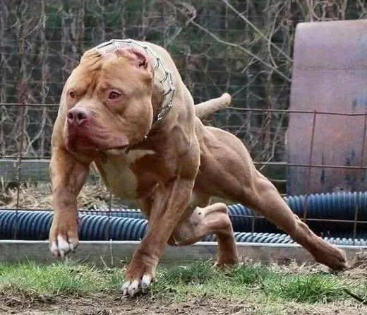 十大猛犬排行榜第一名,十大禁养猛犬排行