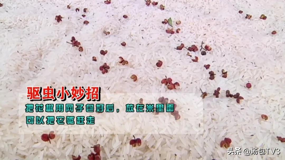 大米生虫子还能吃吗,大米生虫子还能炒吗