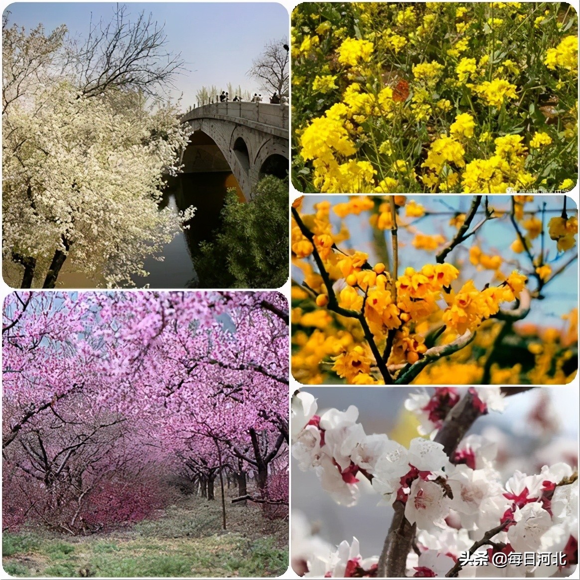 疫情后石家庄人最想说的一句话,疫情后的石家庄会有政策吗