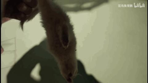 黄鼠狼黄大仙的视频,黄鼠狼捕捉黄大仙