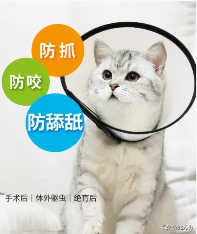 猫咪感染癣,猫咪感染猫癣怎么办