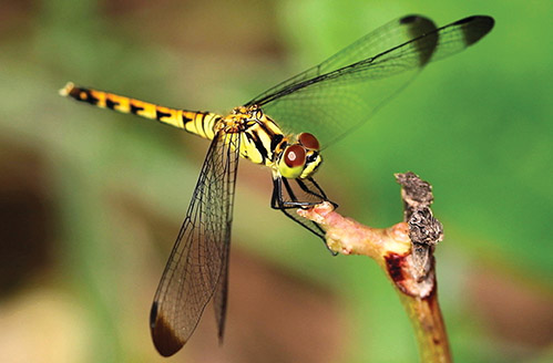 动物世界中最小的昆虫,动物世界最奇特的鸟