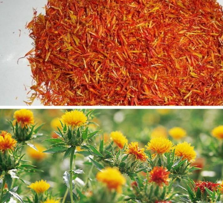 有黄金花之称的特级藏红花,藏红花为什么称为花中黄金