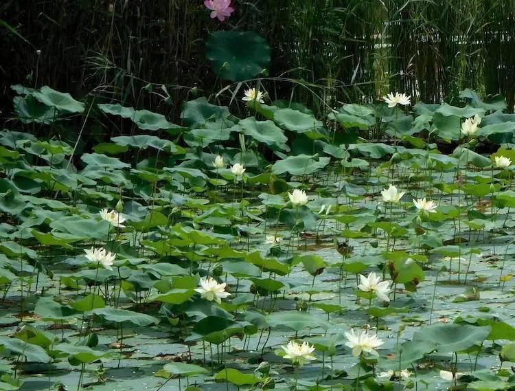 北京小型四合院公寓,北京市最大的老年公寓