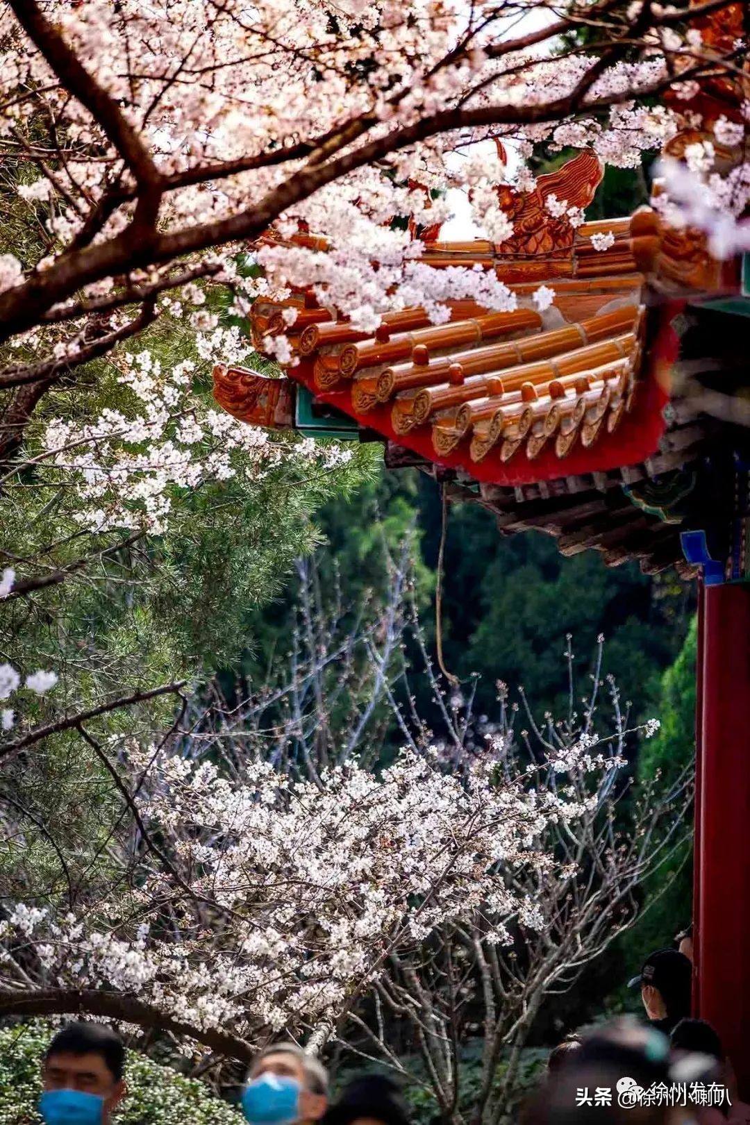 徐州彭祖园樱花节几号开始,徐州彭祖园樱花树开的太美了