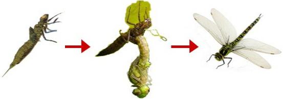 夏天捕捉蜻蜓,夏天捉飞虫