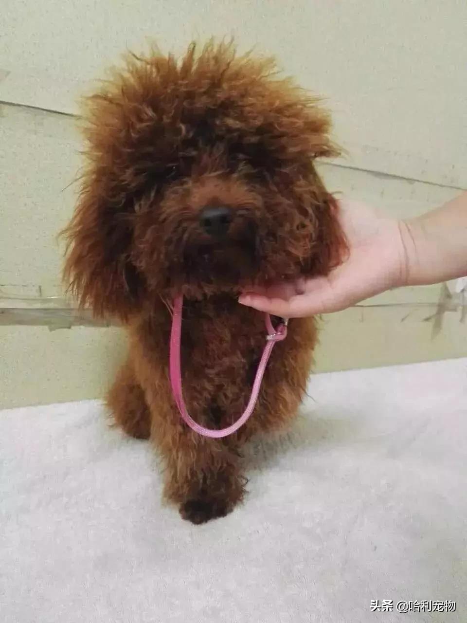 我家小泰迪有点八字腿,我家的小泰迪眼睛黑溜溜