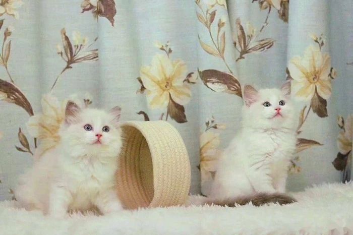 宠物店买猫中遇到的三个坑点，挑选健康幼猫需把控好细节